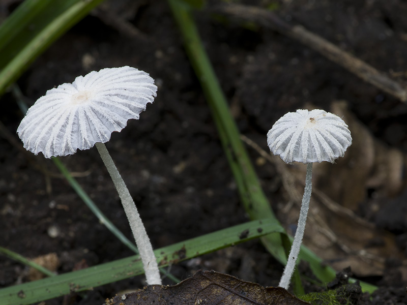 Coprinopsis cortinata